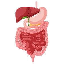 Gastroenterology